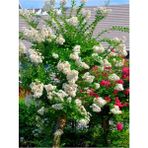 Videolu Beyaz Çiçekli Oya Ağacı Fidanı (60 80 Cm)1 Adet Saksılı Dış Mekan Ağacı Lagerstroemia Indica