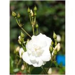 Videolu Beyaz Gül Fidanı Yoğun Kokulu Saksılı 1 Adet 50-70cm Dış Mekan White Rose