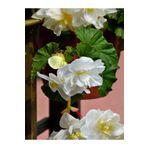 Videolu Beyaz Katlı Begonya Çiçeği Fidanı 1 Adet Saksılı 20-40Cm İç Mekan Salon Bitkisi(Begonia)