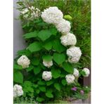 Videolu Beyaz Ortanca (80 100 Cm) Saksılı Çiçekli Dış Mekan Bitkisi Hydrangea Macrophylla