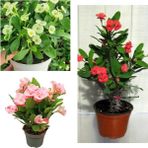 Videolu Beyaz Pembe Kırmızı 3 Adet Milli Dikenler Tacı Çiçeği Fidesi 15-30cm Saksılı Euphorbia