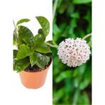Videolu Beyaz Renk Mum Çiçeği Fidesi 1 Adet Saksılı İç Mekan Salon Ev Bitkisi(White Hoya Carnosa)