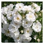 Videolu Beyaz Sarmaşık Gül Fidanı Kokulu 90 140 Cm Saksılı Aşılı Gül White Rose