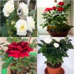 Videolu Beyaz Ve Kırmızı Yediveren 2 Adet Gül Fidanı Saksılı 50-90 Cm Red White Roses Sapling