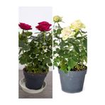 Videolu Beyaz Ve Kırmızı Yediveren 35 60 Cm Saksılı 2 Adet Aşılı Gül Fidanı White Red Rose"