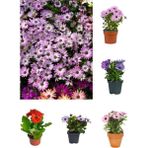 Videolu Bodrum Papatyası 4 Farklı Renkli (20 40 Cm)4 Adet Canlı Bitki Gazania