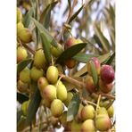 Videolu Bodur 1 Adet Zeytin Ağacı Fidanı 60-80CM Saksılı (Dwarf Olive)