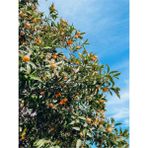 Videolu Bodur Kamkat Fidanı 1 Adet 50-80cm Saksılı/ Tüplü Bahçe Bitkisi Kumquat Sapling