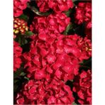 Videolu Bol Kırmızı Çiçekli Ortanca Fidanı 30-60 cm Tüplü Çiçekli Bodur Bitkiler Red Hydrangea