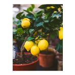 Videolu Bol Sulu Limon Fidanı (80 100 Cm) 1 Adet Tüplü Interdonato Lemon