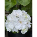 Videolu Bol Yapraklı 1 Adet Beyaz Sardunya Çiçeği 15-30cm Saksılı Geranium