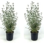 Videolu Bol Yapraklı 2 Adet Zeytin Çalısı Fidanı 40-60 cm Saksılı (Olive Bush)