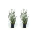 Videolu Bol Yapraklı 2 Adet Zeytin Çalısı Fidanı 40-60Cm Saksılı (Olive Bush)