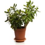 Videolu Bonsai Para Ağacı Yeşim 1 Adet 10-15 cm Saksıda Büyük Boy Salon Bitkisi ( Crassula Ovata )
