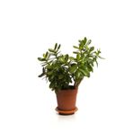 Videolu Bonsai Para Ağacı Yeşim 1 Adet 10-15cm Saksıda Büyük Boy Salon Bitkisi ( Crassula Ovata )