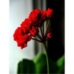 Videolu Bordo Sakız Sardunya Çiçeği Fidanı 25-35 Cm Saksılı Çiçekli Bodur Bitkiler Geranium