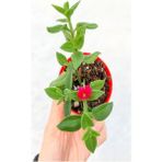Videolu Buz Çiçeği Mezar Yer Örtücü Bitki 25 Adet Tüplü Sarılıcı Yaz Kış Yeşil Delosperma