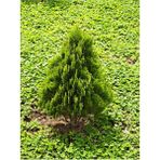 Videolu Çam Kokulu Leylandi (30 50 Cm)1 Adet Saksılı Çit Bitkisi Cupressocyparis Leylandii