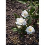 Videolu Canlı Beyaz Salon Gülü 20-40 Cm Saksılı Çiçekli Bodur Bitkiler White Flower