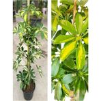 Videolu Canlı Tek Dal Alacalı Şeflera Çiçeği 40-100CM Saksılı Iç Mekan Bitkileri (Schefflera)