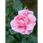 Videolu Canlı Yediveren Pembe Bodur Gül Fidanı 1 Adet Saksılı 30-60 Cm Bahçe Bitkisi Pink Rose