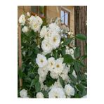 Videolu Chopin Beyaz Gül Fidanı 1 Adet Saksılı/tüplü 10-15 Cm Bahçe Bitkisi (WHİTE ROSE)