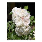 Videolu Chopin Beyaz Gül Fidanı 1adet Saksılı [10-15cm] Dış Mekan "white Rose"
