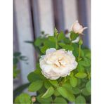 Videolu Chopin Gül Beyaz Renkli Gül Fidanı 40 70 Cm 1 Adet Saksılı Aşılı Gül White Rose