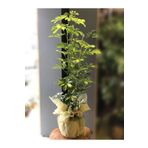 Videolu Çift Dal Alacalı Şeflera Çiçeği 50-80 Cm Saksılı İç Mekan Bitkileri (Schefflera), BTSSFLR38