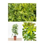 Videolu Çift Dal Alacalı Şeflera Çiçeği 50-80 Cm Saksılı İç Mekan Bitkileri (Schefflera), BTSSFLR9