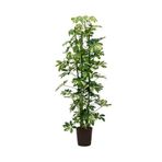 Videolu Çift Dal Ev Hediyesi Alacalı Şeflera Çiçeği 30-70 Cm Saksılı İç Mekan Bitki Schefflera