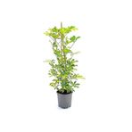 Videolu Çift Dal Ofis Hediyesi Alacalı Şeflera Çiçeği 50-70 Cm Saksılı İç Mekan Bitki Schefflera, SRD30012025BYB292