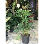 Videolu Çift Dal Şeflera Çiçeği 50-80 cm Saksılı Iç Mekan Bitkileri (Schefflera)