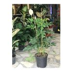 Videolu Çift Dal Şeflera Çiçeği 50-80 cm Saksılı Iç Mekan Bitkileri (Schefflera)