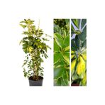 Videolu Çift Dal Tebrik Hediyesi Alacalı Şeflera Çiçeği 50-70 Cm Saksılı İç Mekan Bitki Schefflera