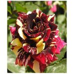 Videolu Çift Renk 1 Adet Sihirbaz Gül Fidanı 40-60cm Saksılı Wizard Rose Sapling