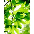 Videolu Çınar Ağacı Fidanı 70-90 Cm Saksılı Çiçekli Bodur Bitkiler Sycamore Tree