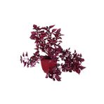 Videolu Çingene Şalvarı 1 Adet Saksılı 20-40cm Salon Bitkisi İresine