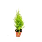 Videolu Çok Beğenilen Limoni Salon Çamı 30-60 cm Tüplü Dış Mekan Ağaçları Norfolk Island Pine