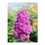 Videolu Çok Çiçekli Mor Oya Çiçeği Fidanı 40-60 cm Tüplü Dış Mekan Ağaçları Purple Lagerstromia