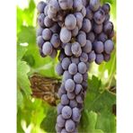 Videolu Çok Tatlı Royal Üzüm Fidanı 40-60CM Tüplü (Royal Grape Sapling)