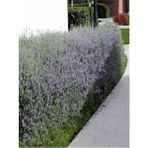 Videolu Dekoratif Zeytin Çalısı (30 45 Cm)5 Adet Saksılı/tüplü Teucrium Fruticans
