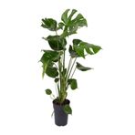 Videolu Deve Tabanı Bitkisi 1 Adet Saksılı 60-90cm Iç Mekan Salon Ofis Bitkisi (MONSTERA DELİCİOSA)