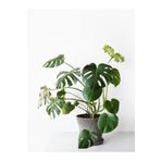 Videolu Deve Tabanı Bitkisi 1 Adet Saksılı 70-100cm Iç Mekan Ofis Salon Bitkisi(MONSTERA DELİCİOSA)