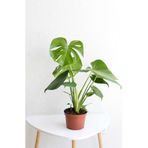 Videolu Deve Tabanı Geniş Yapraklı 1 Adet Saksılı 40-60cm Iç Mekan Bitkisi Monstera Deliciosa