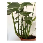 Videolu Deve Tabanı Geniş Yapraklı 1 Adet Saksılı 60-100cm Iç Mekan Bitkisi Monstera Deliciosa