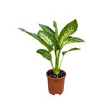 Videolu Difenbahya Bitkisi 1 Adet Saksılı 30-50 cm Salon Bitkisi (Dieffenbachia Tropical Snow )