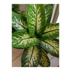 Videolu Difenbahya Fidanı 1 Adet Saksılı 20-40Cm Ev Salon Ofis Bitkisi (Dieffenbachia)