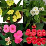Videolu Dikenler Tacı Milli 4 Adet 15-25cm Kırmızı-pembe-beyaz-sarı Çiçekli Kaktüs Euphorbia