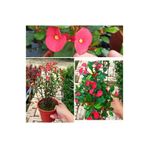 Videolu Dikensiz Dikenler Tacı Özel Tür Büyük Boy (35 60 Cm) Saksılı Euphorbia